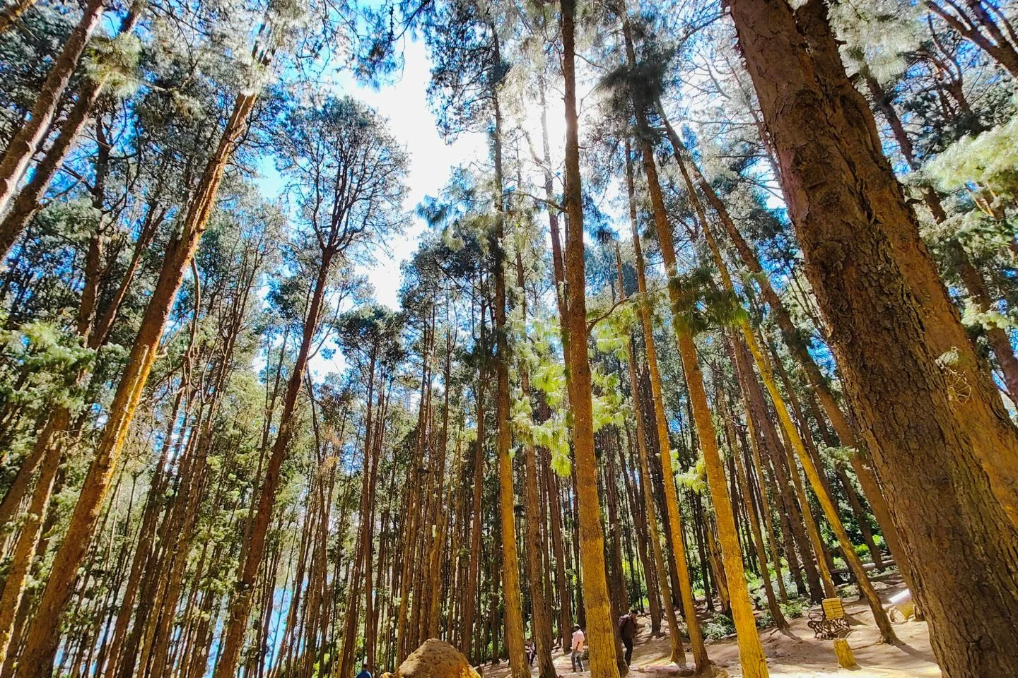Pine Forest