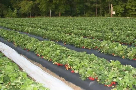 Strawberry Farms