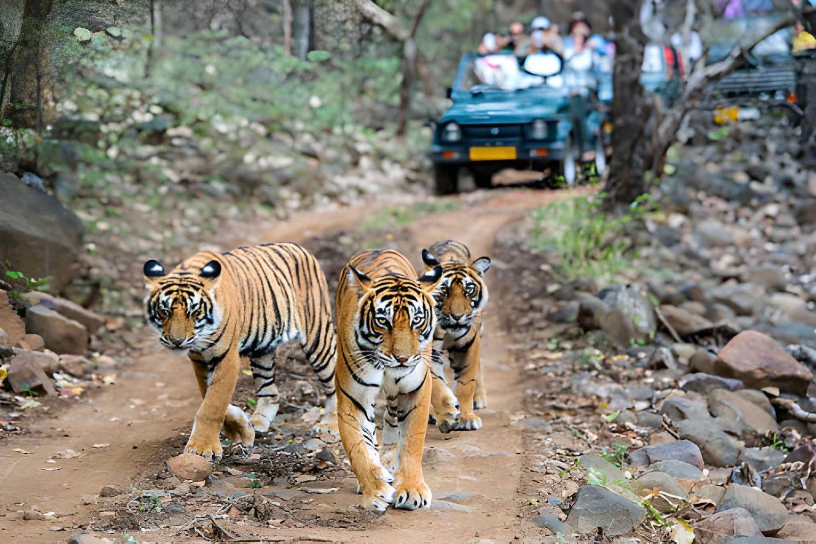 Ranthambore