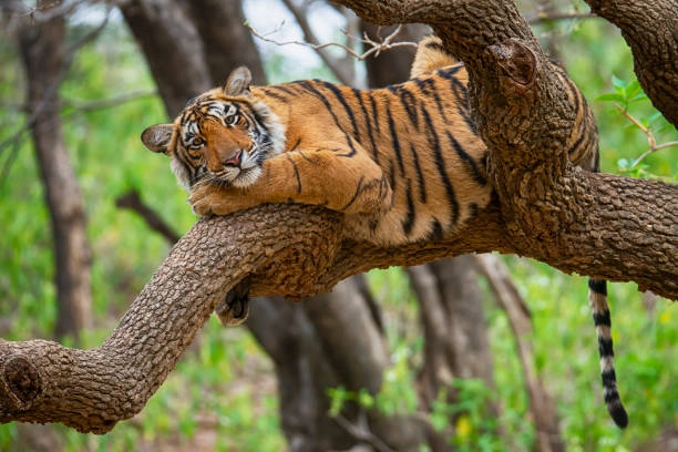 Ranthambore National Park