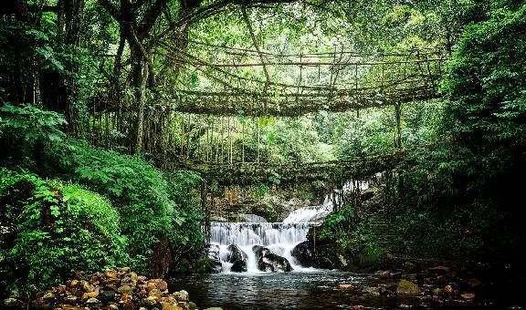 Mawphlang Sacred Forest